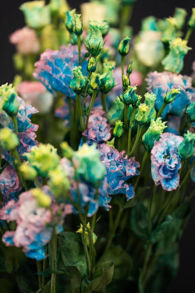 EUSTOMA BUBBLEGUM