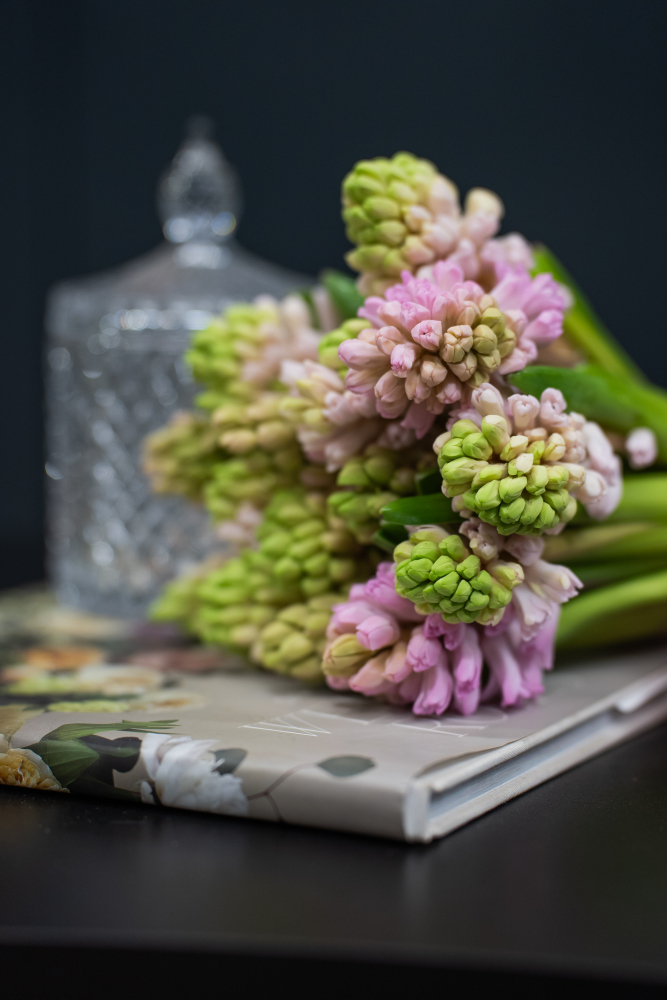 Cut flowers HIACINTHUS PINK