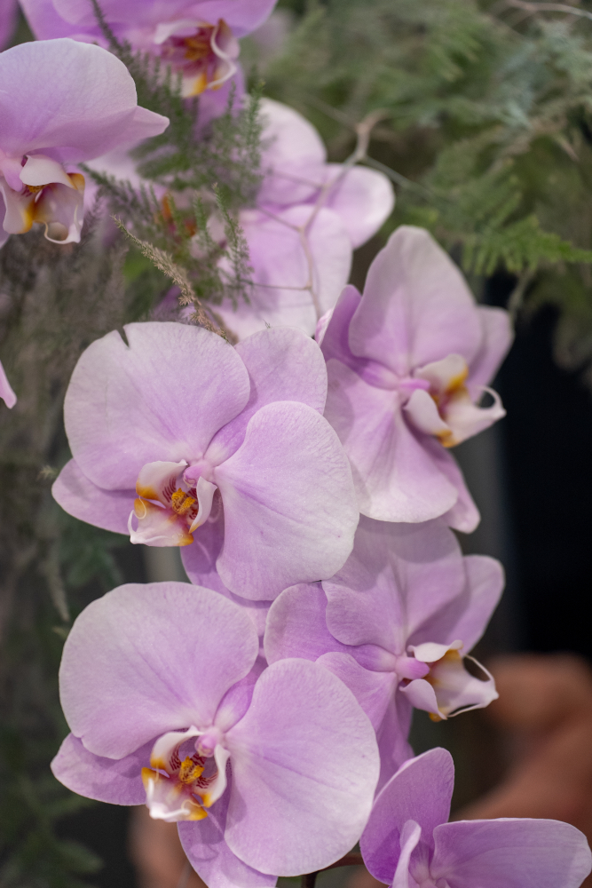 ORCHID MANILA
