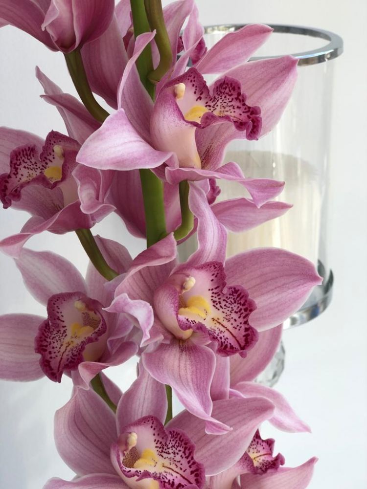 ORCHID PINK
