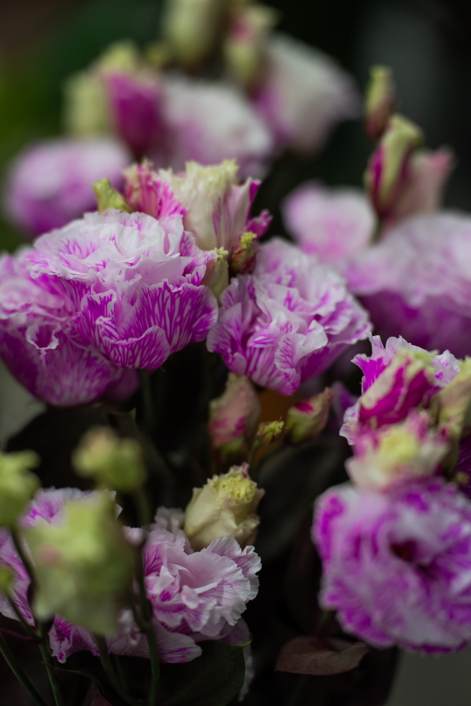 EUSTOMA FUCHSIA