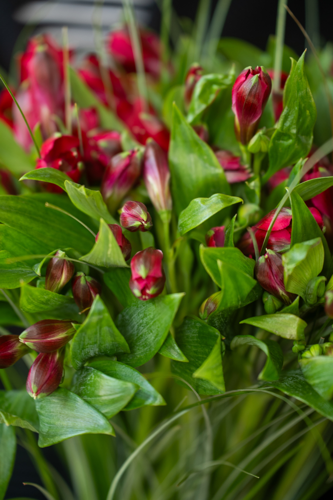 Cut flowers Alstromeria NOIZE