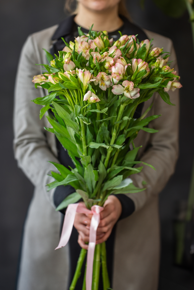 Cut flowers Alstromeria TRUE DREAM