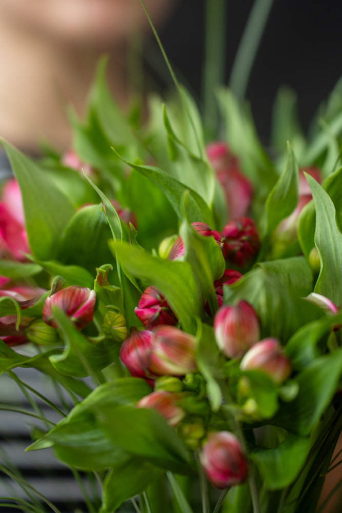 Cut flowers Alstromeria ROME