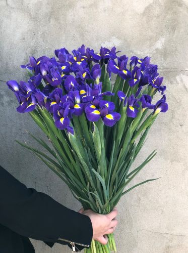 Cut flowers IRIS BLUE MAGIC