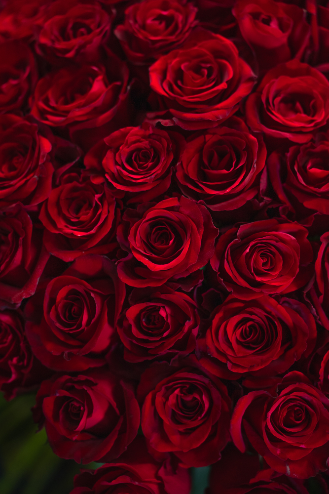 Bouquets of roses TRUE LOVE