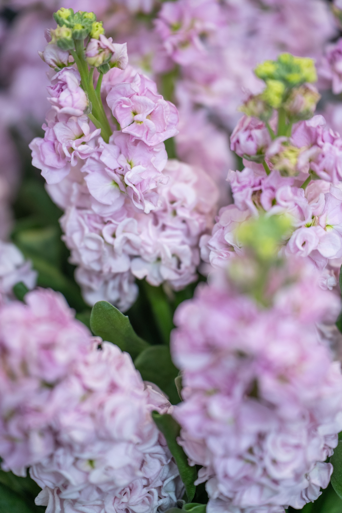 LEFKOJAS CHERRY BLOSSOM