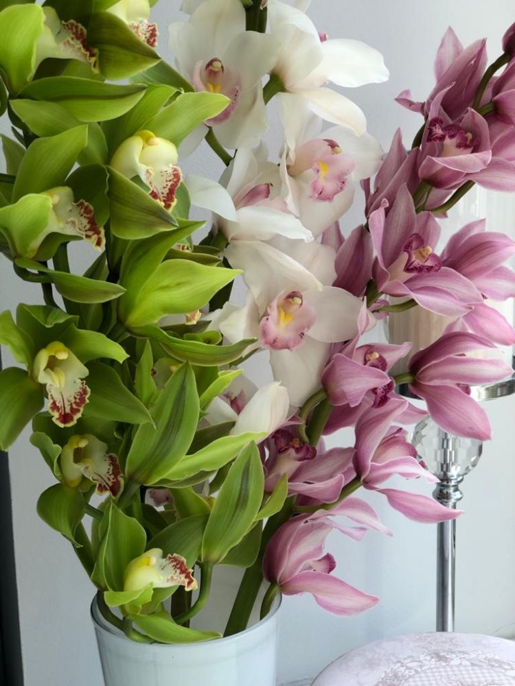 ORCHID MIX