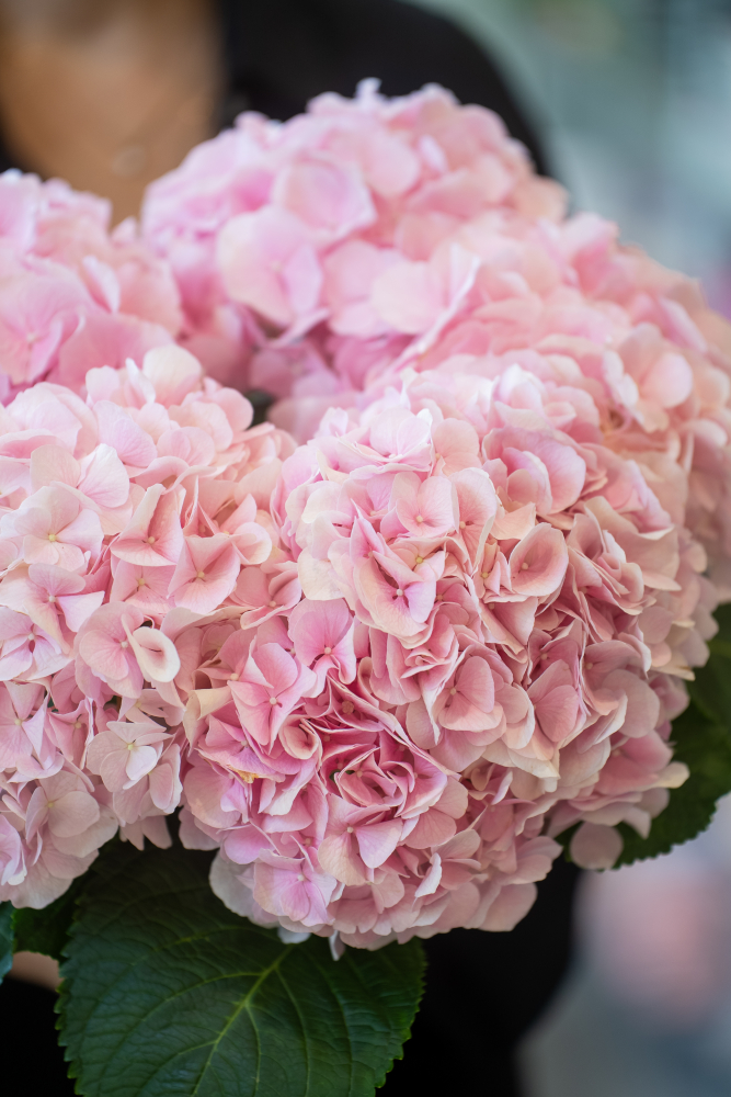 VERENA PINK 