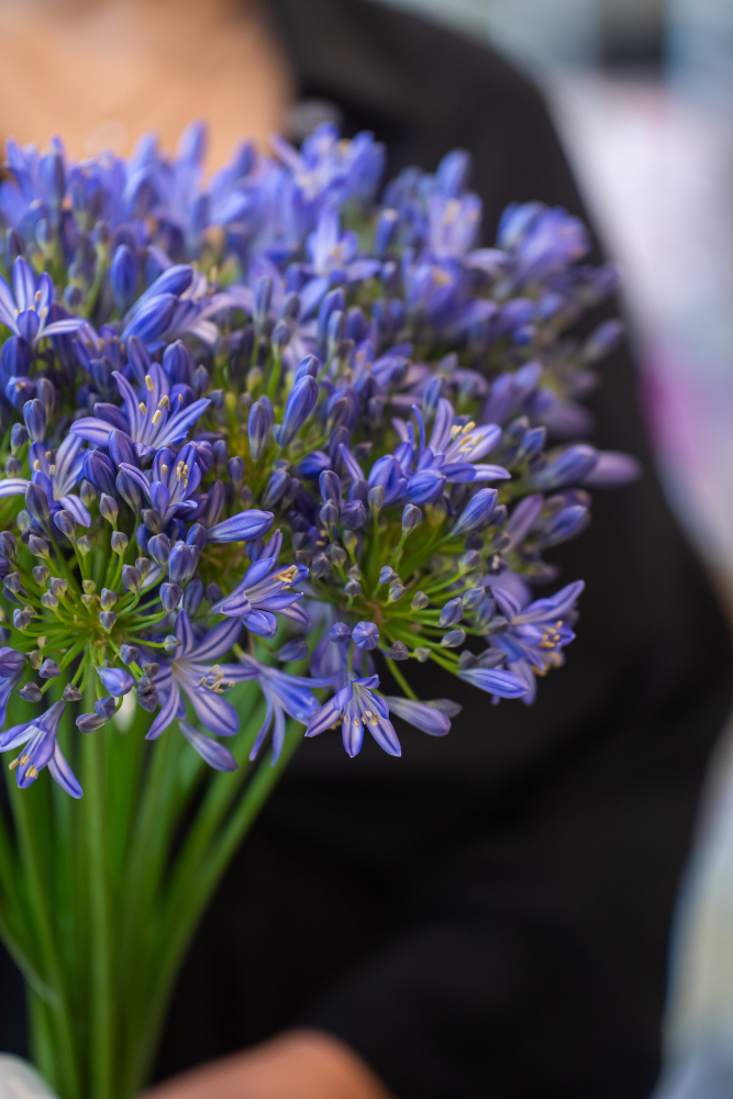 PURE BLUE