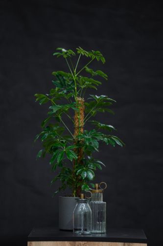 Цветочная композиция SHEFFLERA ARBORICOLA