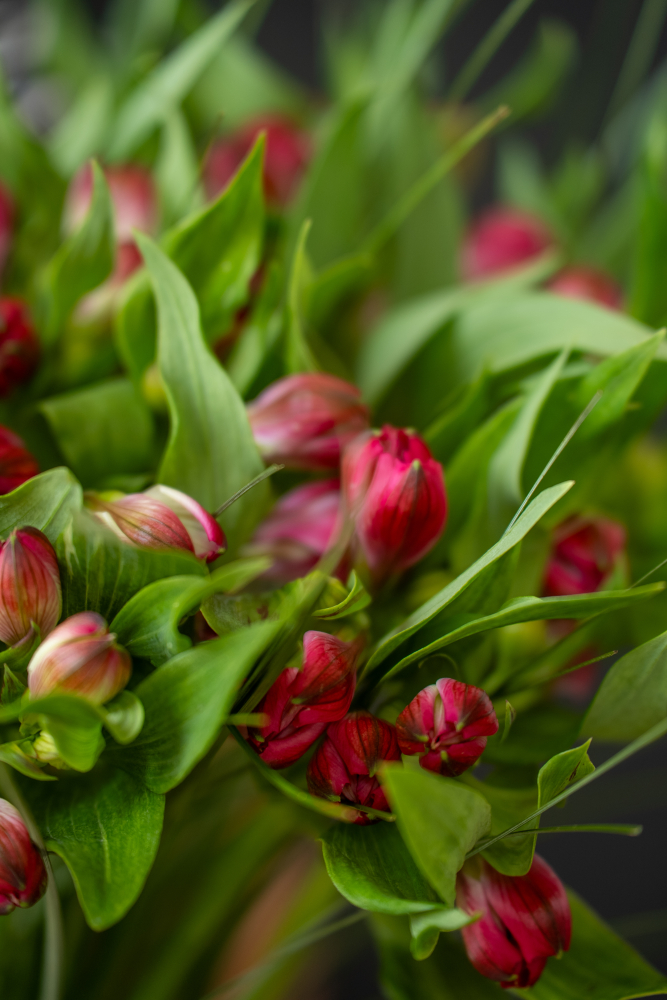 Cut flowers Alstromeria ROME