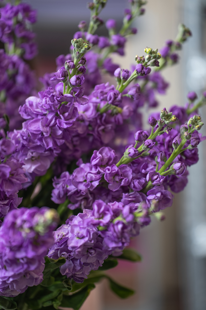 Cut flowers LEFKOJAS LAVANDER