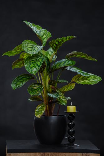 Цветочная композиция CALATHEA COMPACTSTAR